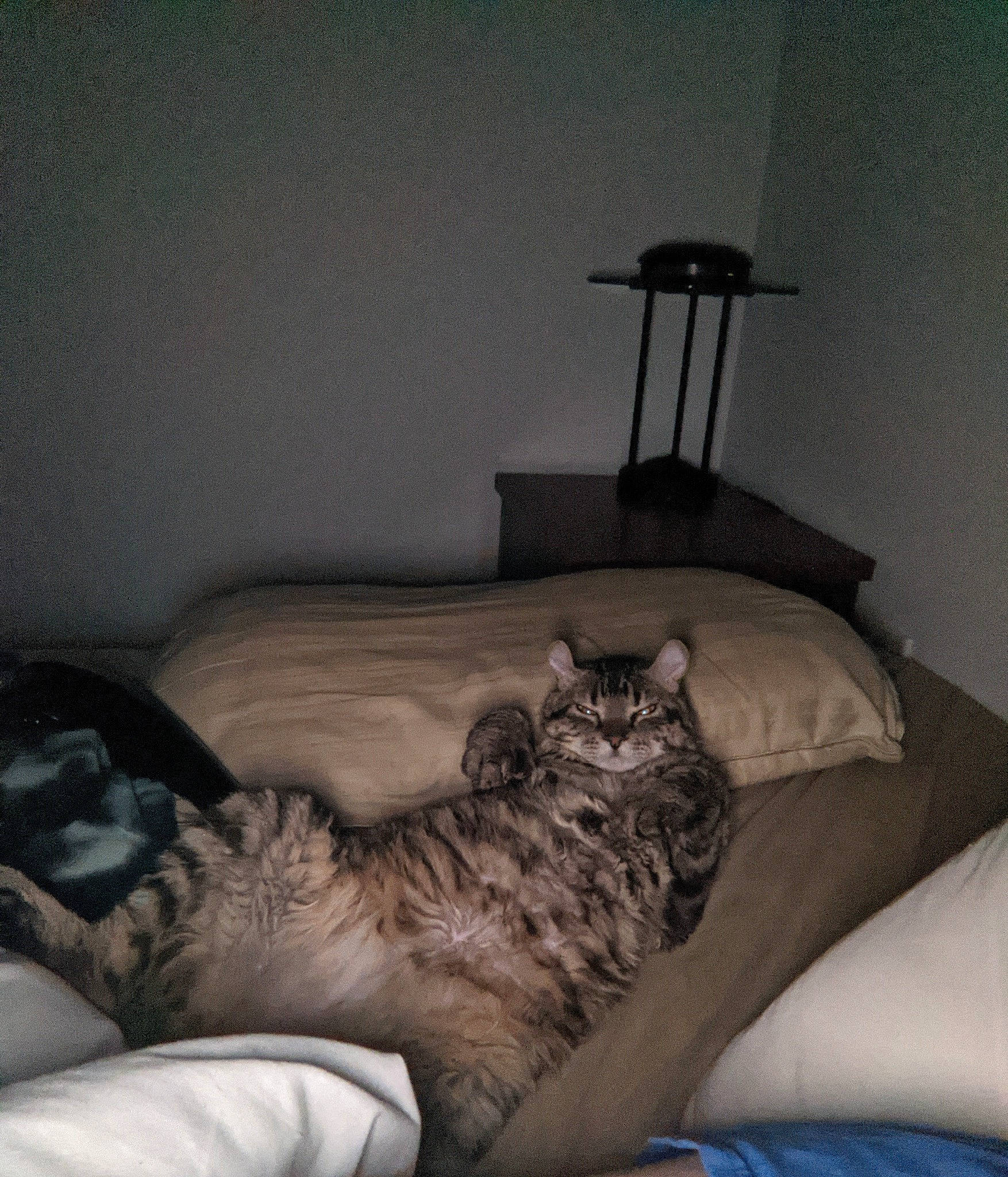 Mypha participe au concours pour gagner de l'argent avec cette photo : bed, bedding, carnivore, cat, comfort, couch, eye, felidae, furniture, grey, house, lamp, linens, living_room, pillow, small_to_medium_sized_cats, table, tail, whiskers, wood