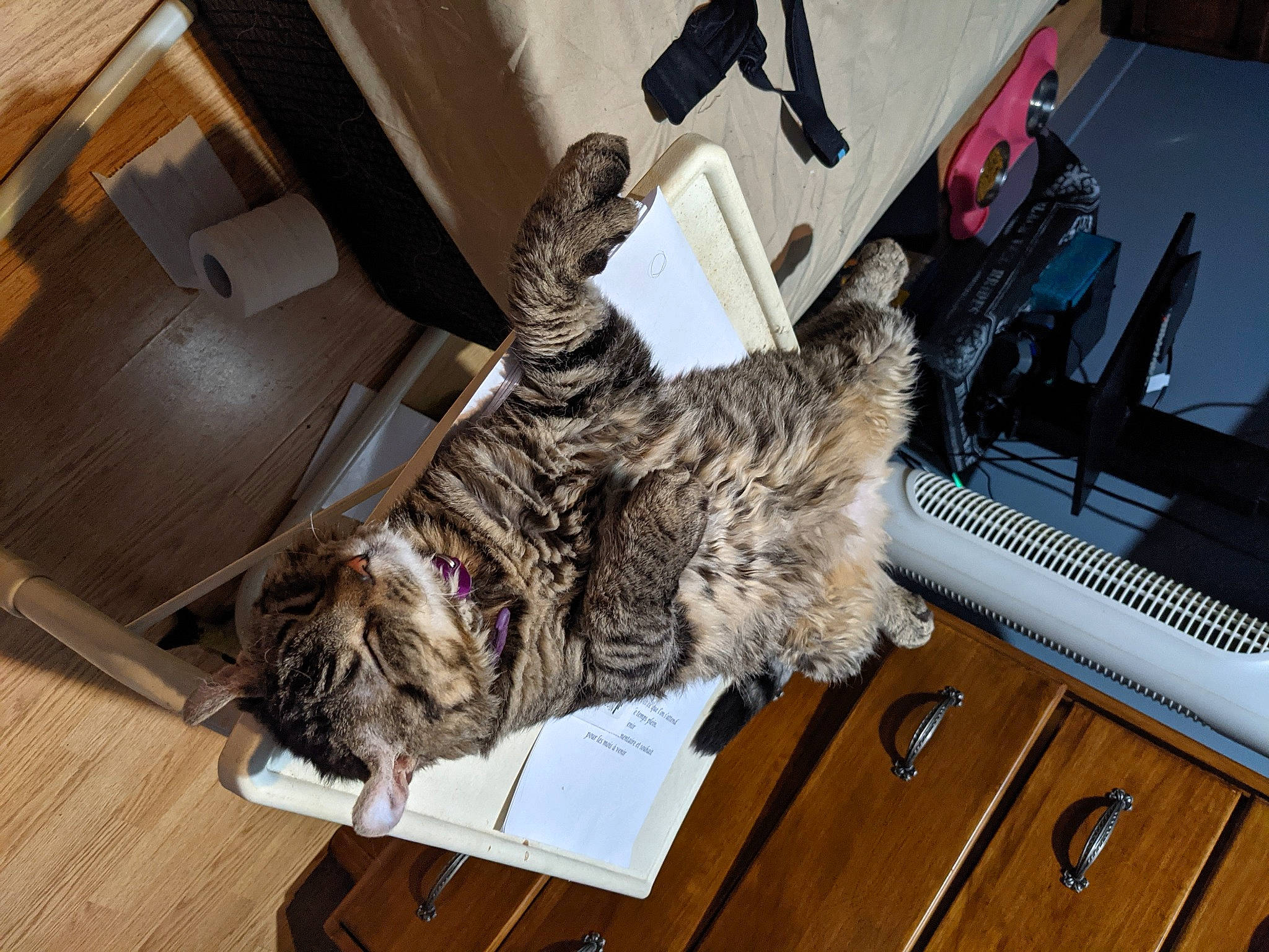 Mypha participe au concours pour gagner de l'argent avec cette photo : canidae, carnivore, cat, claw, comfort, curtain, domestic_short_haired_cat, felidae, flooring, fur, hardwood, military_camouflage, paw, plant, room, small_to_medium_sized_cats, sporting_group, tail, whiskers, wood