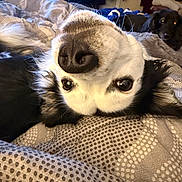 Iris joined the competition — help win amazing prizes! dog, bed, blanket, indoor, pet, lying_down, close_up, nose, fur, eyes, black_and_white, cozy, background, resting, animal, cute, home, soft_lighting, two_dogs, relaxed