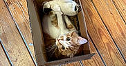 Hercules is registered to the contest to win money with this photo: cat, orange_cat, white_cat, cardboard_box, wooden_floor, stuffed_toy, pet, animal, playful, curious, indoor, flooring, box, toy, cute, feline, whiskers, ears, paws, domestic_cat
