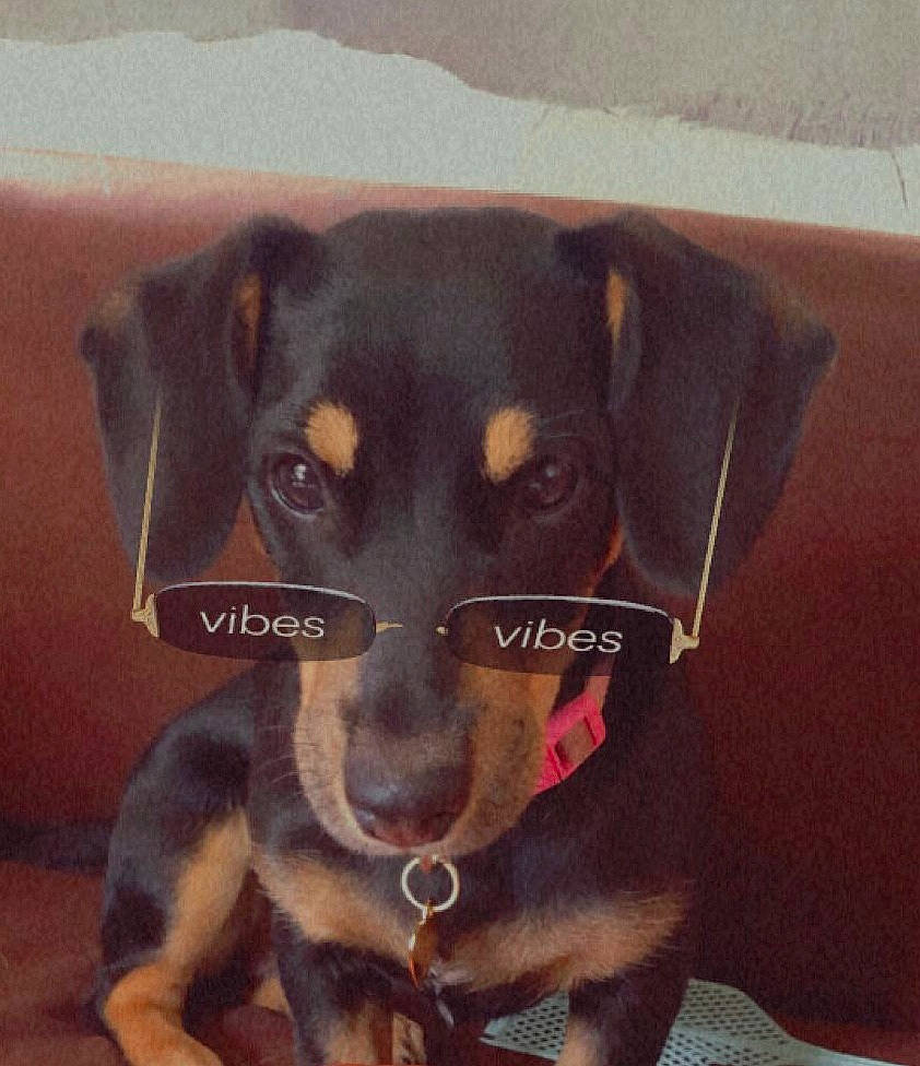 Layka participe au concours pour gagner de l'argent avec cette photo : canidae, carnivore, companion_dog, dog, dog_breed, dog_supply, fawn, font, fur, guard_dog, paw, pet_supply, snout, sporting_group, terrestrial_animal, toy_dog, whiskers, working_animal, working_dog, working_terrier