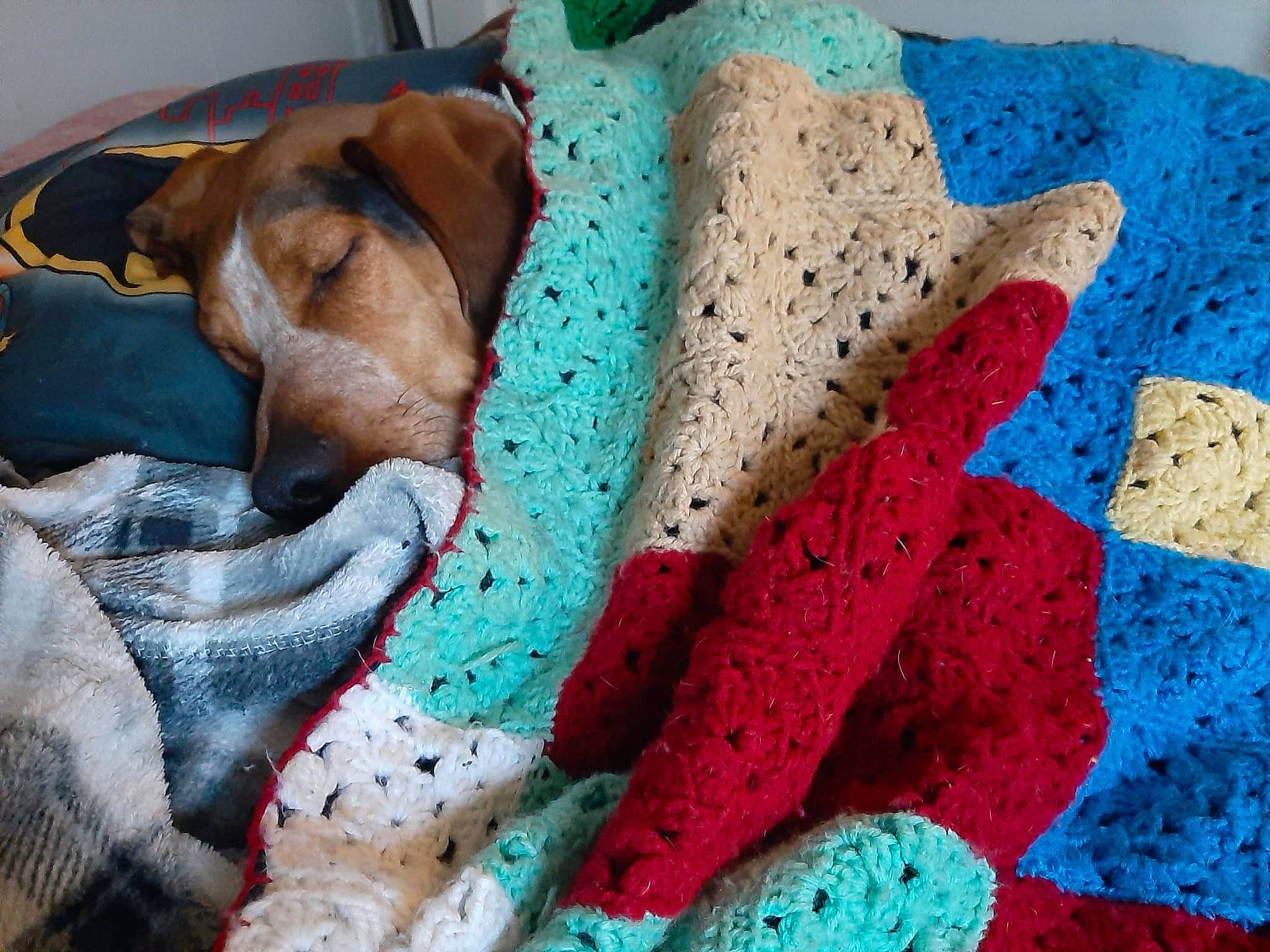 Copper is registered to the contest to win money with this photo: bed_sheet, bedding, blue, carmine, carnivore, comfort, companion_dog, dog, dog_breed, electric_blue, fawn, fur, linens, magenta, needlework, pattern, textile, wool, woolen, woven_fabric