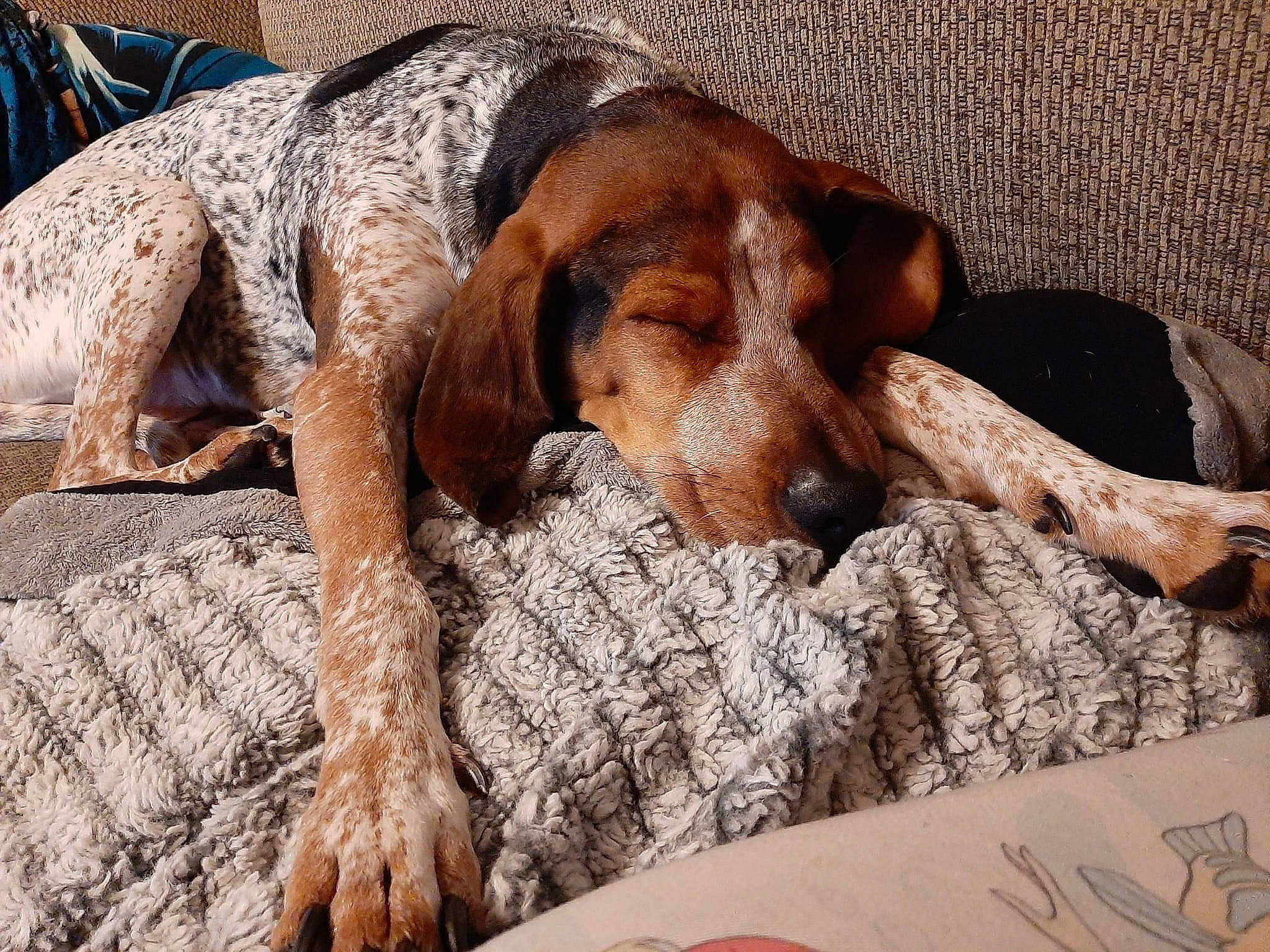 Copper is registered to the contest to win money with this photo: bedding, canidae, carnivore, comfort, companion_dog, dog, dog_breed, dog_supply, fawn, fur, hardwood, hound, linens, liver, nap, scent_hound, snout, sporting_group, wood, working_animal