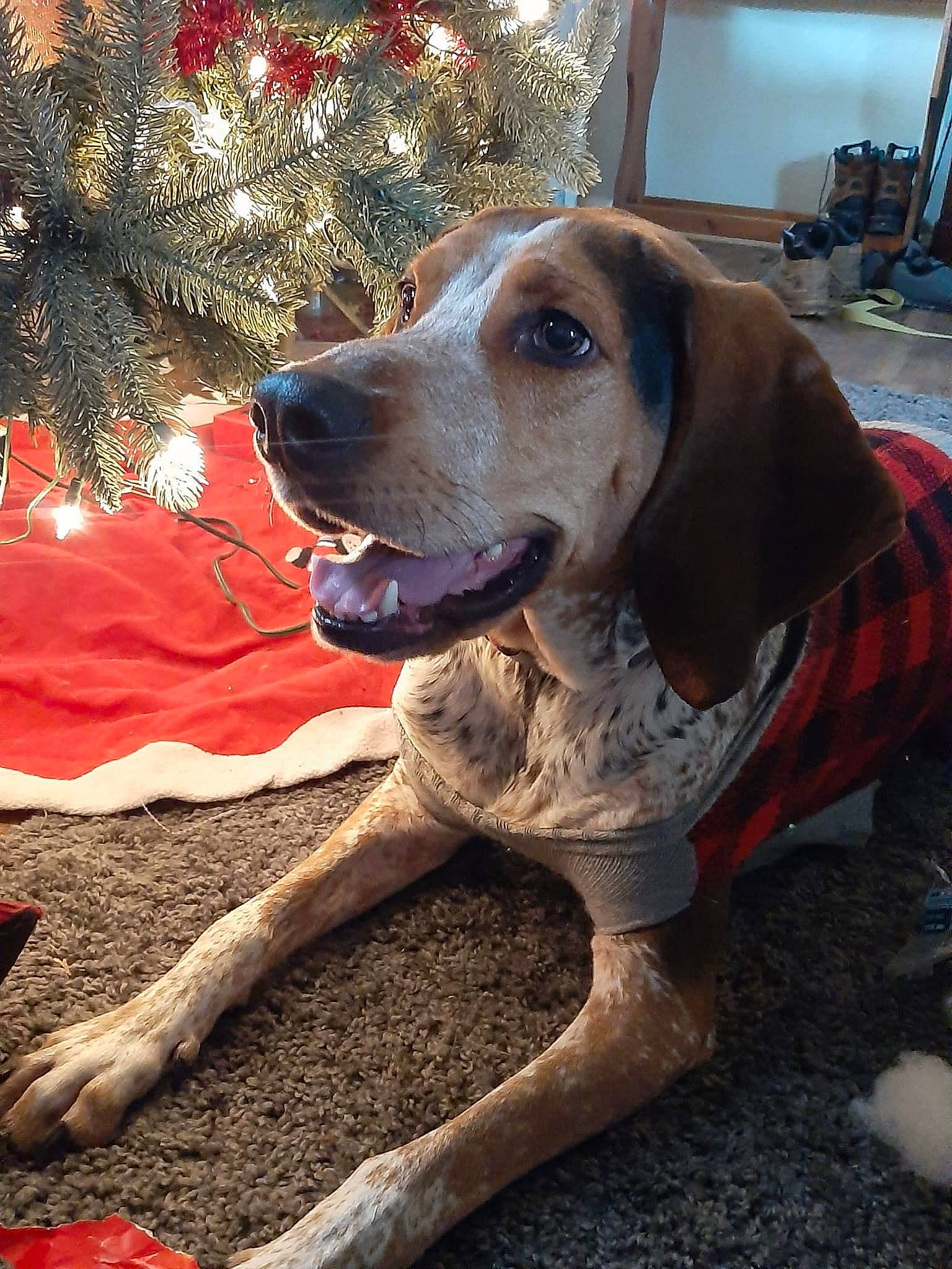 Copper is registered to the contest to win money with this photo: carnivore, christmas_decoration, christmas_ornament, christmas_tree, collar, companion_dog, conifer, dog, dog_breed, dog_collar, dog_supply, event, fawn, fur, holiday, snout, soil, sporting_group, tree, working_animal