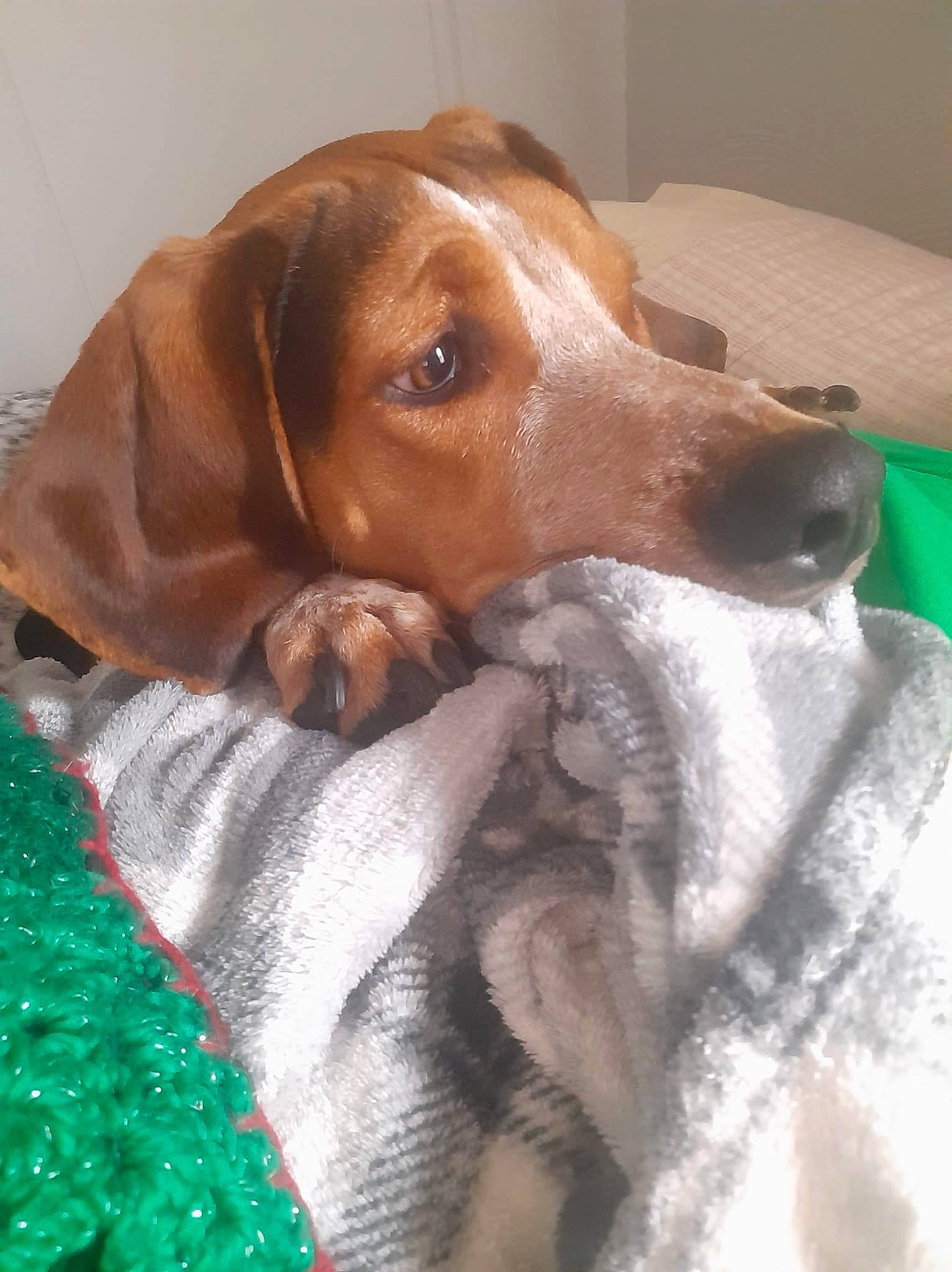 Copper joined the competition — help win amazing prizes! basset_hound, canidae, carnivore, comfort, companion_dog, dog, dog_breed, dog_supply, ear, fawn, fur, hound, liver, pet_supply, puppy, scent_hound, snout, sporting_group, whiskers, working_animal