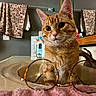 Toribio joined the competition — help win amazing prizes! cat, orange_tabby, sink, glasses, bathroom, mirror, towel, floral_pattern, curious, pet, indoor, closeup, face, feline, domestic_animal, reflection, decor, cute, whiskers, eyes