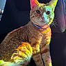 Toribio joined the competition — help win amazing prizes! cat, orange_tabby, pet, animal, feline, indoor, chair, collar, colorful_light, rainbow, fur, whiskers, ears, tail, sitting, portrait, cute, domestic, furniture, closeup