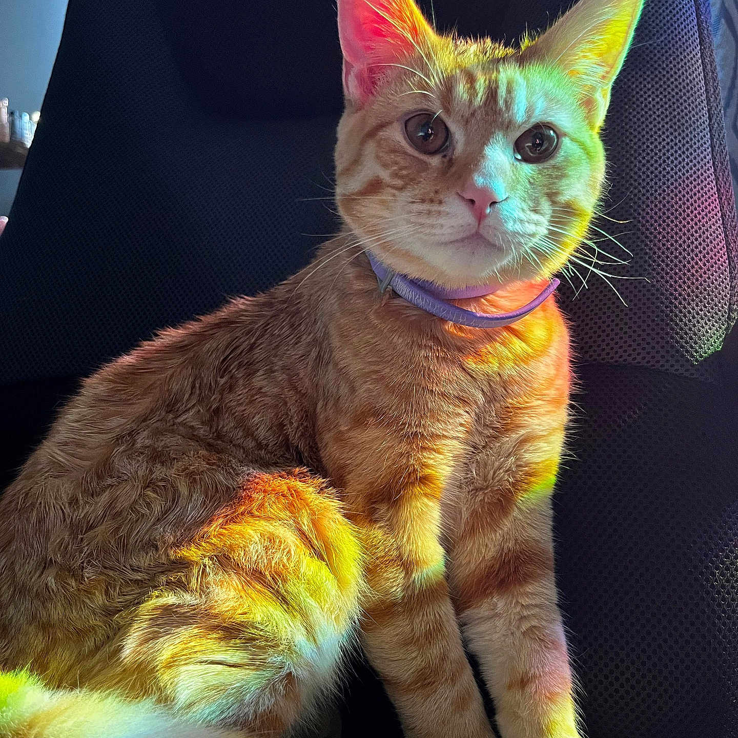 Toribio joined the competition — help win amazing prizes! cat, orange_tabby, pet, animal, feline, indoor, chair, collar, colorful_light, rainbow, fur, whiskers, ears, tail, sitting, portrait, cute, domestic, furniture, closeup