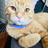 Toribio is registered to the contest to win money with this photo: cat, ginger_cat, tabby, pet, animal, indoor, close_up, whiskers, fur, collar, relaxed, cute, orange, sleepy, paw, face, eyes, portrait, domestic_cat, feline