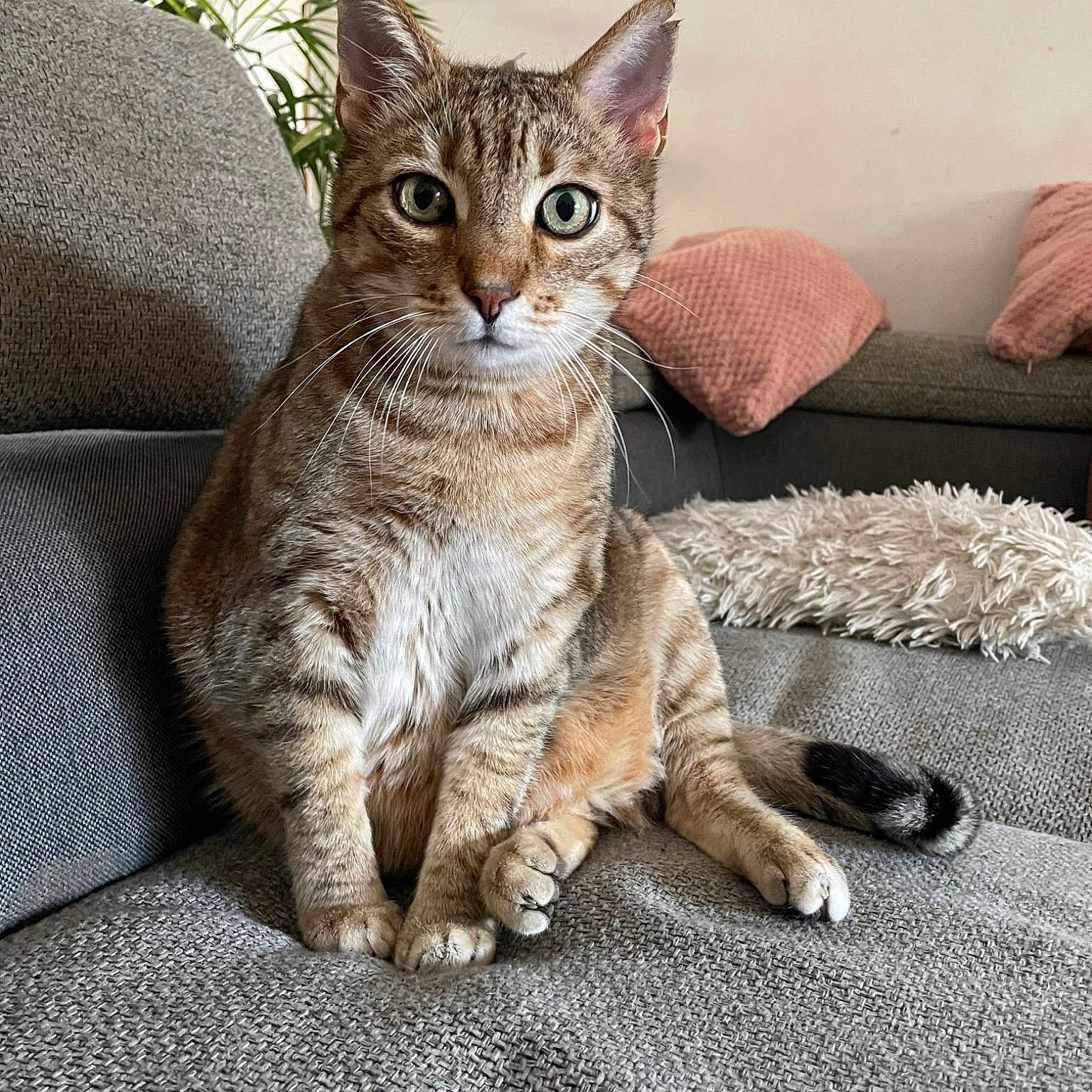 Raja