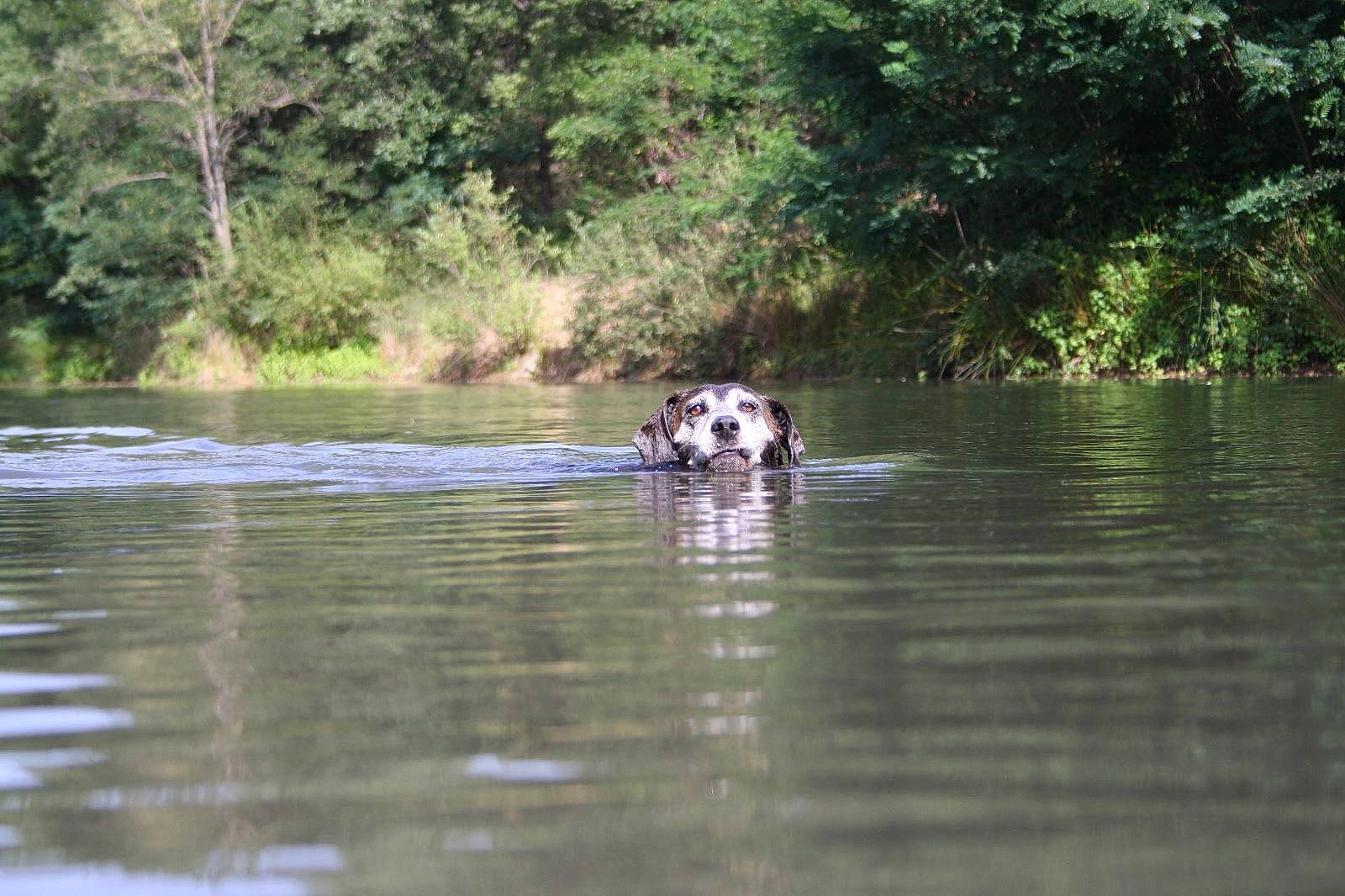 Laïca participe au concours pour gagner de l'argent avec cette photo : bank, carnivore, dog, dog_breed, fluvial_landforms_of_streams, forest, jungle, lacustrine_plain, lake, landscape, natural_landscape, plant, riparian_zone, stream, tidal_marsh, tree, vertebrate, water, wetland, working_animal