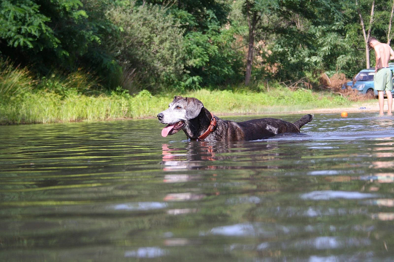 Laïca participe au concours pour gagner de l'argent avec cette photo : canidae, carnivore, dog, dog_breed, endurance_sports, guard_dog, lake, lifejacket, personal_protective_equipment, plant, recreation, shorts, sports, stream, tree, vehicle, water, wetland, working_animal, working_dog