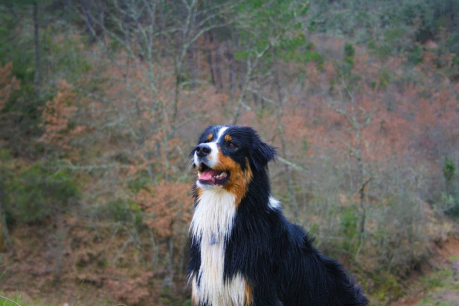 Seïko a rejoint le concours — aidez-le/la à gagner de superbes lots ! bernese_mountain_dog, canidae, carnivore, collar, companion_dog, dog, dog_breed, fur, grass, herding_dog, hunting_dog, landscape, natural_landscape, plant, snout, sporting_group, terrestrial_animal, tree, wildlife, working_dog