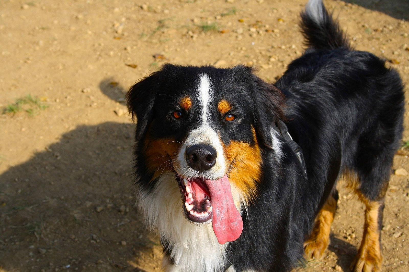 Seïko a rejoint le concours — aidez-le/la à gagner de superbes lots ! bernese_mountain_dog, canidae, carnivore, companion_dog, dog, dog_breed, fur, herding_dog, snout, soil, sporting_group, terrestrial_animal, whiskers, working_dog