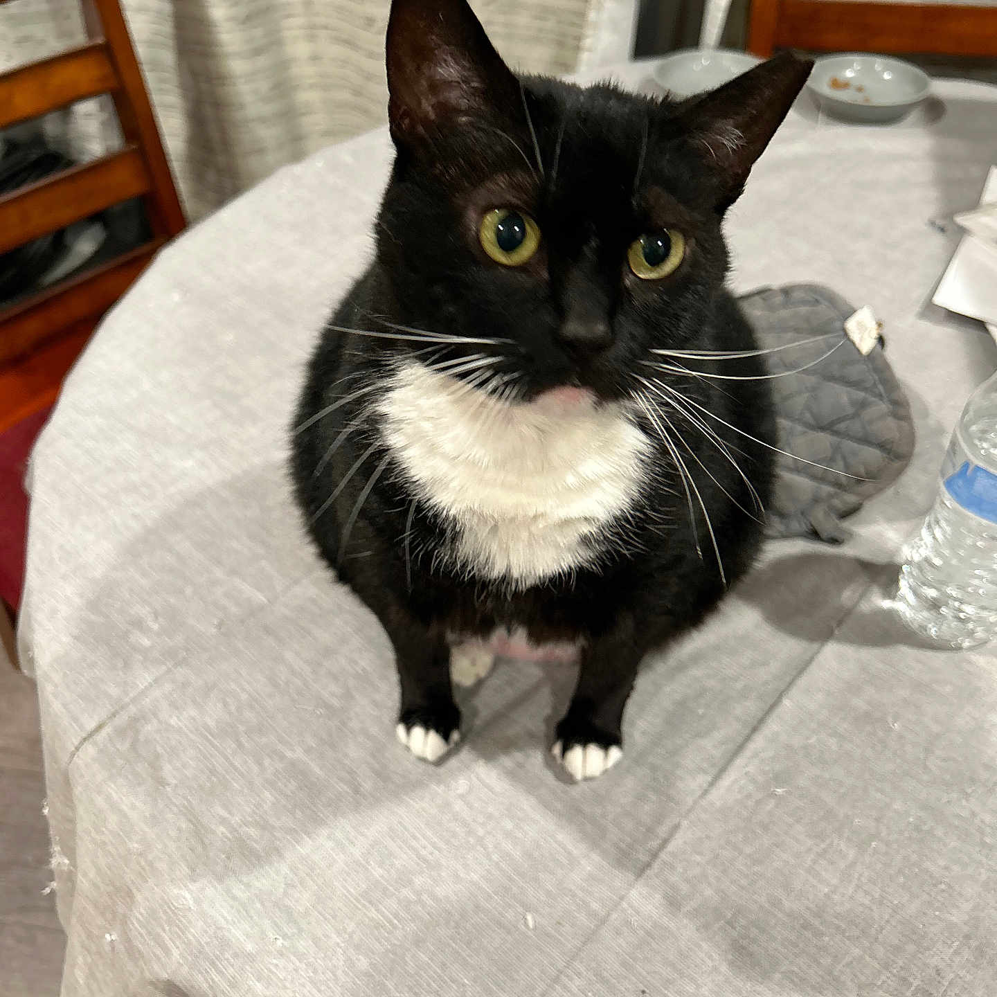 Boots is registered to the contest to win money with this photo: abyssinian, animal, bed, blackcat, cat, chair, couch, cushion, furniture, hardwood, homedecor, kitten, linen, manx, pet, plate, plywood, siamese, tablecloth, wood