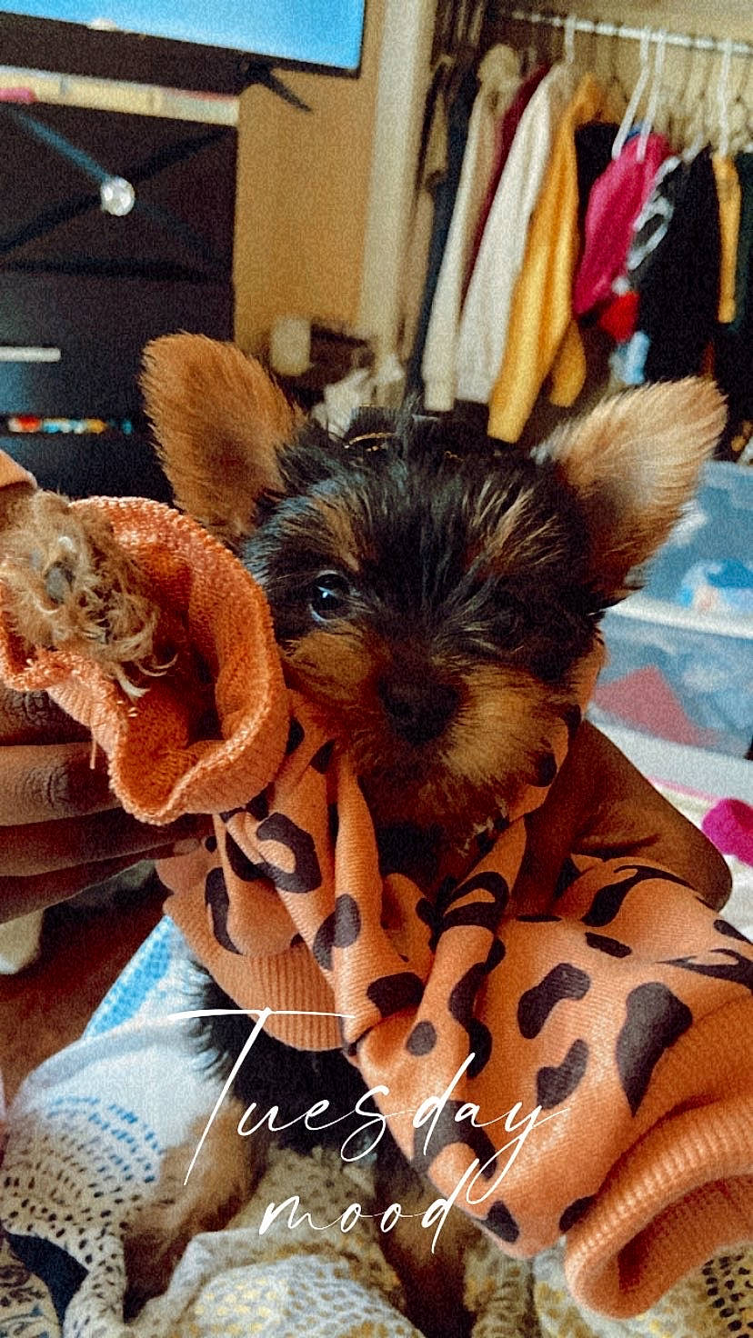 Rocki joined the competition — help win amazing prizes! canidae, carnivore, companion_dog, costume_hat, dog, dog_breed, fashion_accessory, fawn, feather, felidae, fur, liver, small_to_medium_sized_cats, snout, sporting_group, terrestrial_animal, toy, toy_dog, whiskers, working_animal