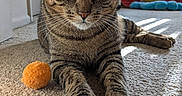 Moose joined the competition — help win amazing prizes! animal, carpet, cat, closeup, cute, feline, floor, green_eyes, home, indoor, orange_ball, paw, pet, playing, relaxed, striped, sunlight, tabby, toy, whiskers
