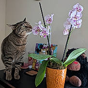 Moose joined the competition — help win amazing prizes! black_surface, cat, close_up, colorful_background, curious_cat, decor, domestic_cat, flower_pot, green_leaves, houseplant, indoor, orange_pot, orchid, pet, plant, plush_monkey, stuffed_animal, tabby_cat, table, wall_decor