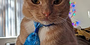 Ollie is registered to the contest to win money with this photo: cat, ginger_cat, tie, blue_tie, snowflake_pattern, paws, whiskers, indoor, cozy, blanket, string_lights, decorations, pet, feline, closeup, portrait, relaxed, cute, animal, domestic_cat