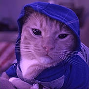 Ollie joined the competition — help win amazing prizes! cat, animal, pet, hoodie, clothing, feline, whiskers, cute, cozy, indoor, blanket, soft, purple_light, portrait, relaxed, closeup, fur, domestic_cat, mammal, face