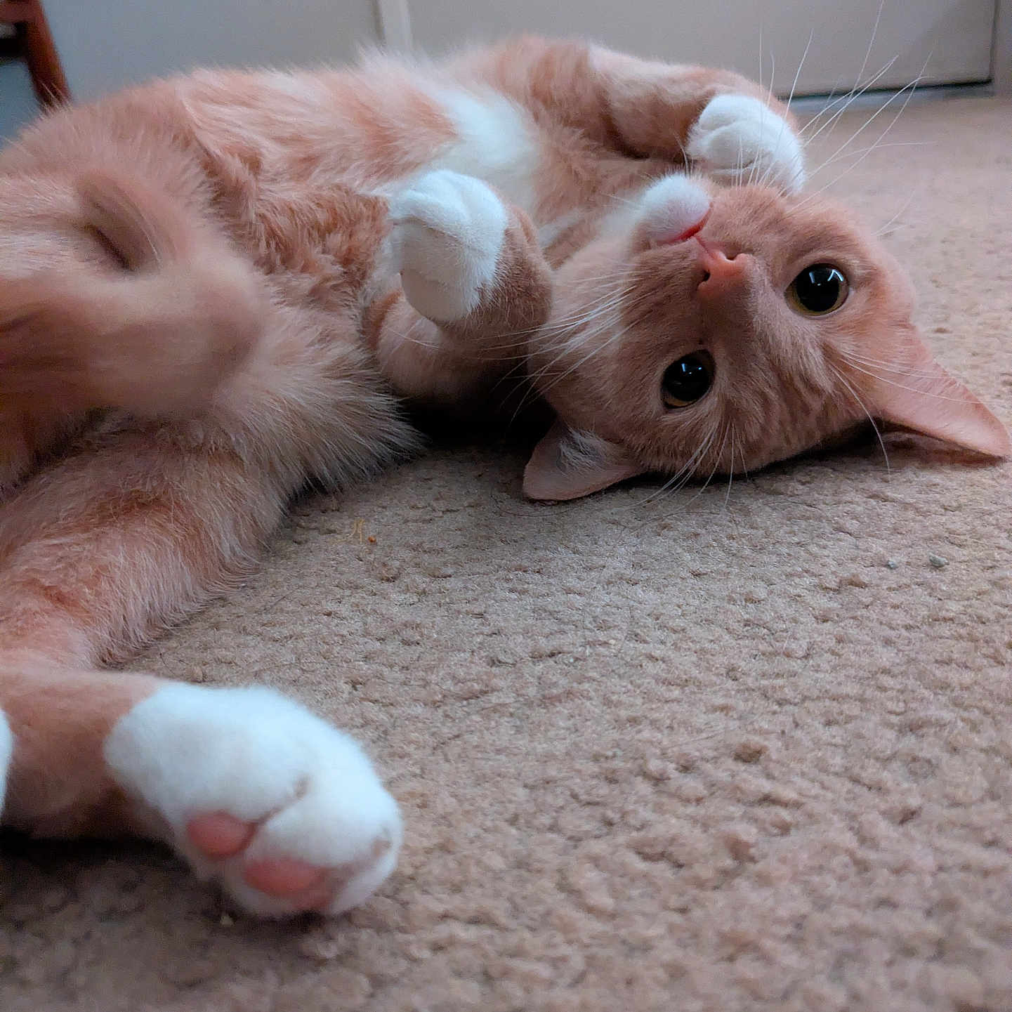 Ollie