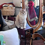 Meowington is registered to the contest to win money with this photo: animal, basket, cat, christmas, couch, fluffy_cat, furniture, gray_and_white, home_decor, indoors, living_room, long_hair, luggage, mirror, pet, pillow, reflection, santa, sitting, wooden_frame