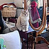 animal, basket, cat, christmas, couch, fluffy_cat, furniture, gray_and_white, home_decor, indoors, living_room, long_hair, luggage, mirror, pet, pillow, reflection, santa, sitting, wooden_frame