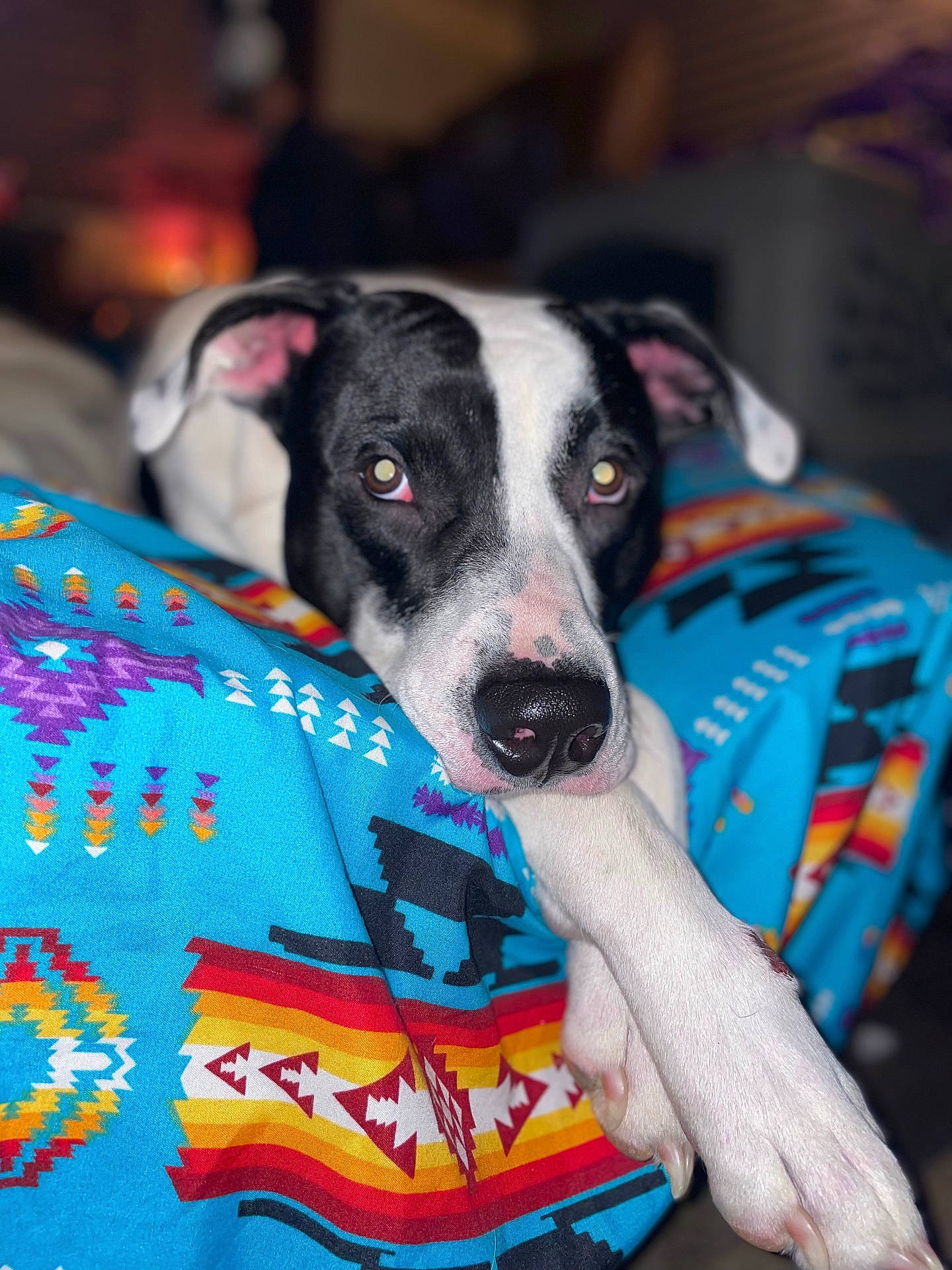 Petey is registered to the contest to win money with this photo: animal, bed, blanket, bulldog, canine, couch, dog, furniture, greatdane, homedecor, hound, indoors, labradorretriever, pet, pitbull, pointer, puppy, quilt, terrier, towel
