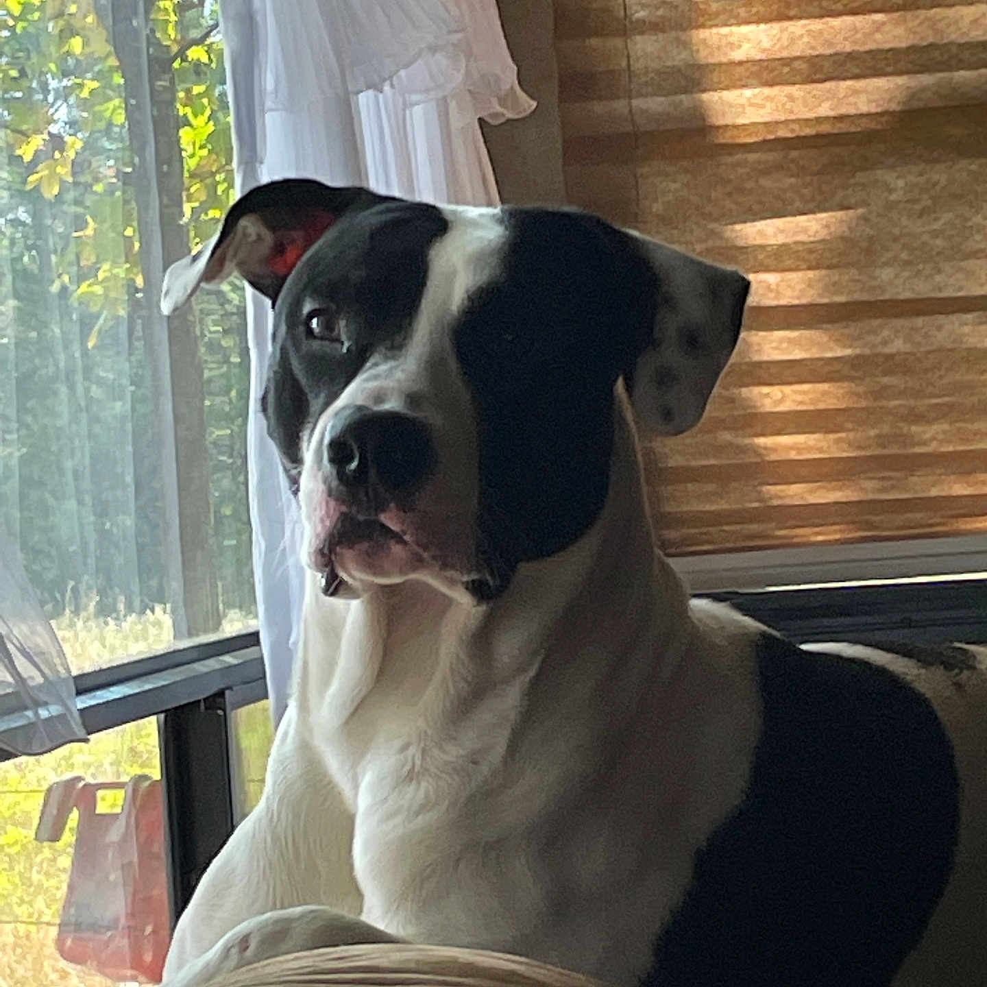 Petey
