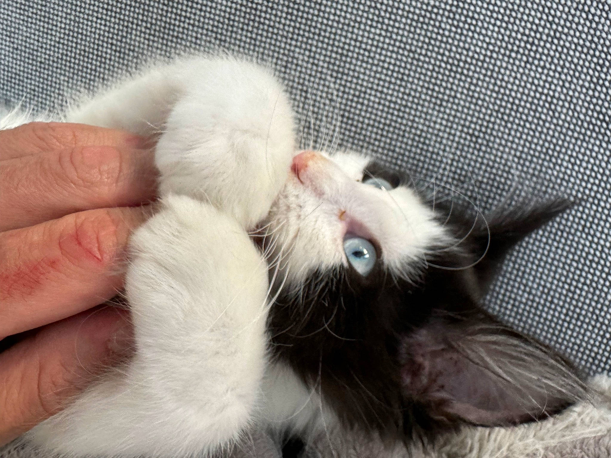 Lola joined the competition — help win amazing prizes! carnivore, cat, claw, comfort, domestic_short_haired_cat, felidae, flooring, foot, fur, nail, nap, paw, small_to_medium_sized_cats, tail, whiskers