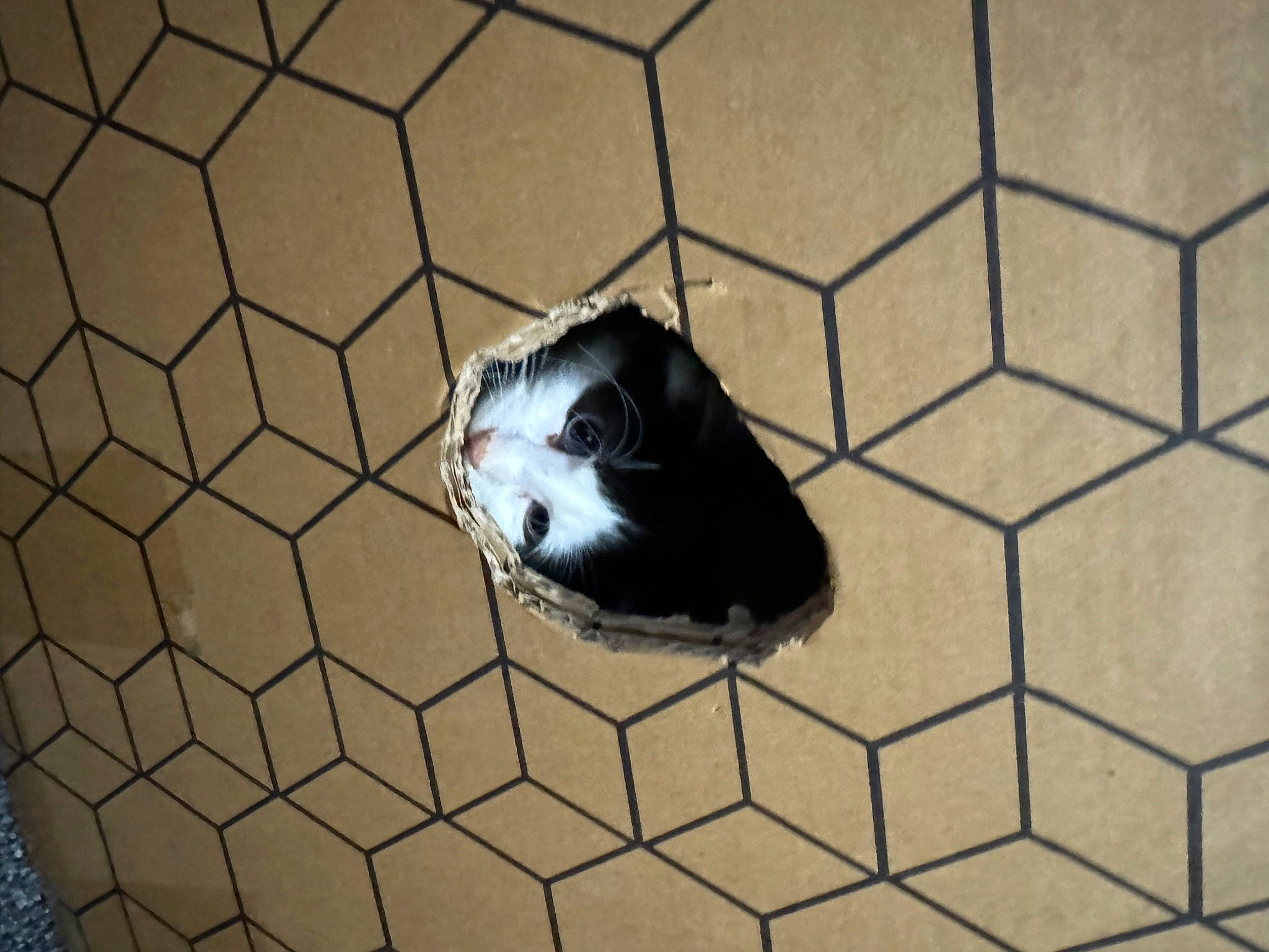 Lola is registered to the contest to win money with this photo: animal_shelter, black, cage, chain_link_fencing, composite_material, fence, flooring, line, mammal, mesh, metal, net, pattern, snout, space, terrestrial_animal, vertebrate, water, wildlife, wire_fencing