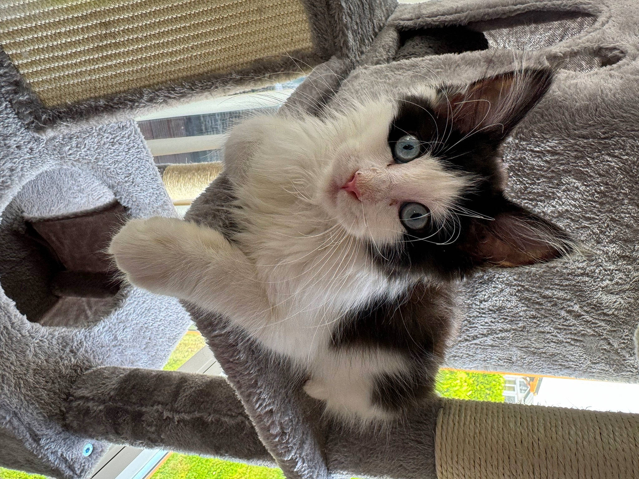 Lola is registered to the contest to win money with this photo: animal_shelter, balinese, carnivore, cat, claw, domestic_short_haired_cat, felidae, fur, mesh, paw, photo_caption, small_to_medium_sized_cats, tail, thai, whiskers