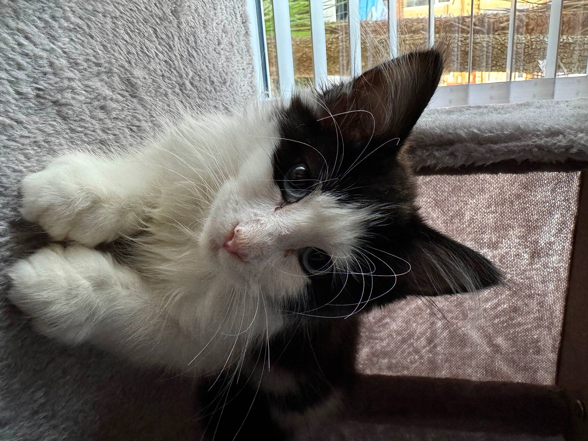 Lola joined the competition — help win amazing prizes! animal_shelter, carnivore, cat, claw, domestic_short_haired_cat, felidae, fence, flooring, foot, fur, paw, small_to_medium_sized_cats, snout, tail, whiskers, window