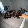 cat, black_cat, couch, hand, indoor, resting, relaxed, furniture, window, curtain, glasses, gray, person, sleeping, pet, cozy, home, domestic, animal, comfort