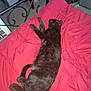 cat, black_cat, bed, red_bedspread, sleeping, resting, furniture, arm, indoor, room, blanket, paw, tail, relaxation, comfort, domestic, pet, fur, sleep, cozy
