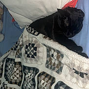 Chamalow a rejoint le concours — aidez-le/la à gagner de superbes lots ! black_cat, cat, blanket, bed, pillow, sleeping, resting, indoor, cozy, home, feline, pet, comfort, soft, patterned_blanket, relaxation, fur, animal, domestic, cute