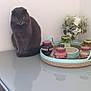 cat, gray_cat, table, glass_table, tray, jars, flower_arrangement, decor, indoor, reflection, still_life, pet, feline, sitting, quiet, home, modern, minimalist, calm, domestic