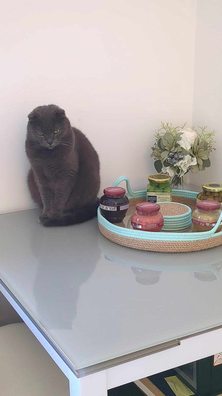 Scotty a rejoint le concours — aidez-le/la à gagner de superbes lots ! cat, gray_cat, table, glass_table, tray, jars, flower_arrangement, decor, indoor, reflection, still_life, pet, feline, sitting, quiet, home, modern, minimalist, calm, domestic