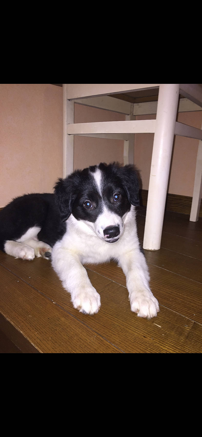 Pastis a rejoint le concours — aidez-le/la à gagner de superbes lots ! australian_collie, borador, border_collie, canidae, carnivore, companion_dog, dog, dog_breed, herding_dog, landseer, mammal, puppy, rare_breed_dog, snout, sporting_group, stabyhoun, vertebrate