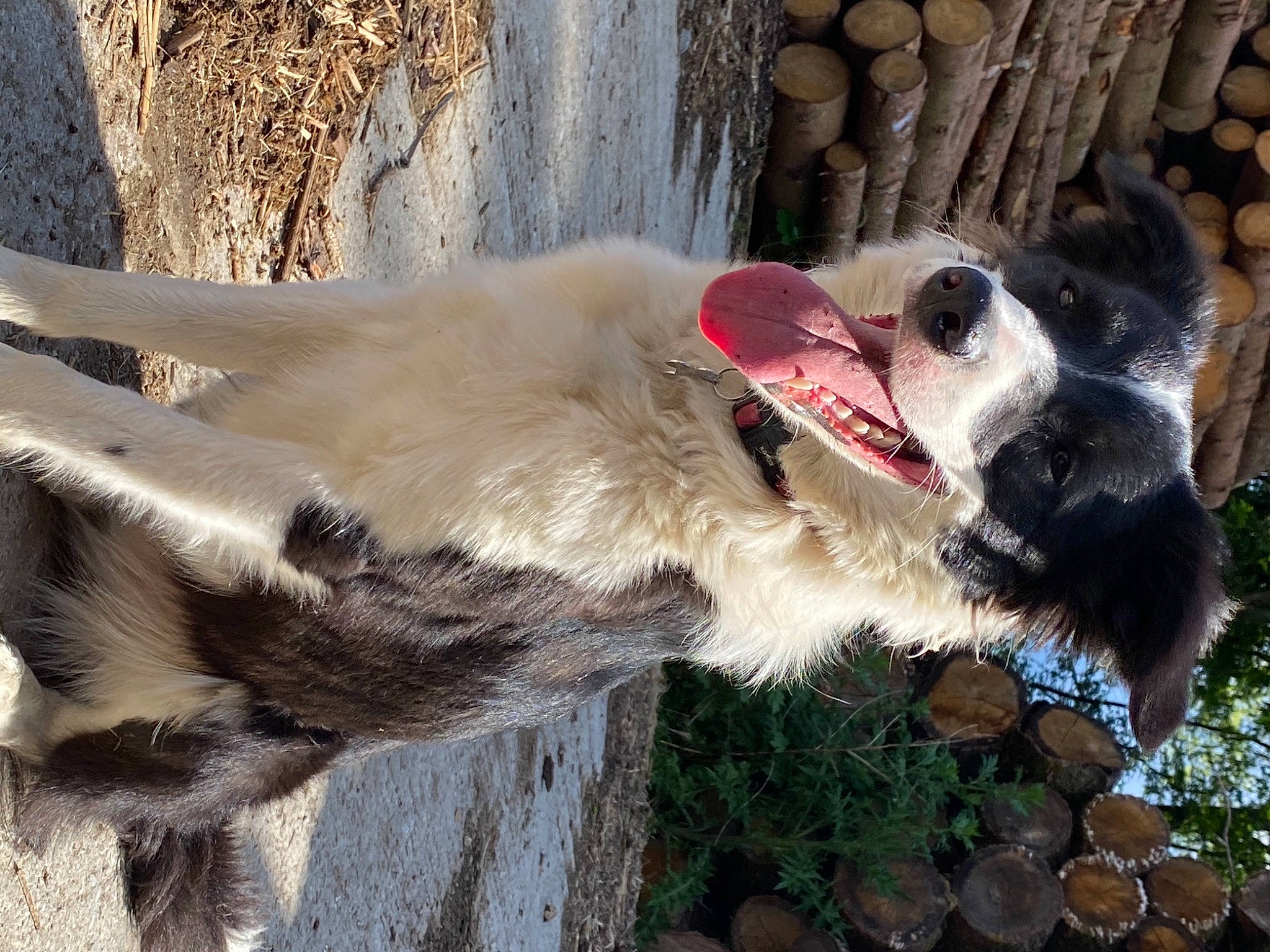 Pastis participe au concours pour gagner de l'argent avec cette photo : canidae, carnivore, dog, dog_breed, mammal, snout, vertebrate