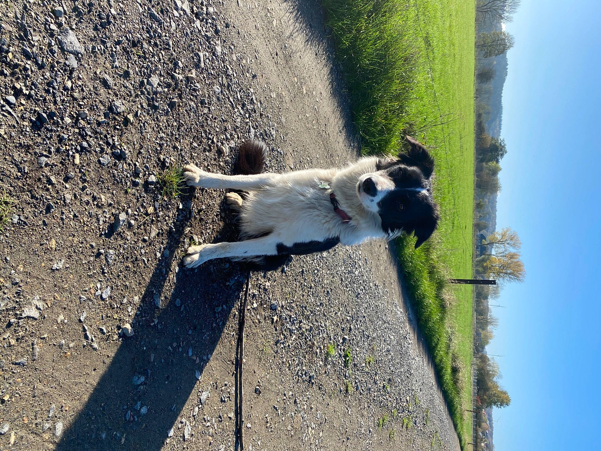 Pastis a rejoint le concours — aidez-le/la à gagner de superbes lots ! canidae, carnivore, dog, shadow, sidewalk, snout, sporting_group, tail