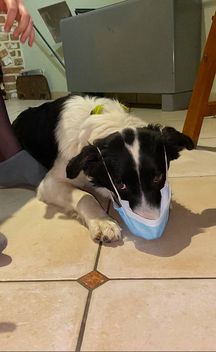 Pastis participe au concours pour gagner de l'argent avec cette photo : border_collie, canidae, carnivore, companion_dog, danish_swedish_farmdog, dog, dog_breed, floor, ratonero_bodeguero_andaluz, smooth_fox_terrier, sporting_group, stabyhoun