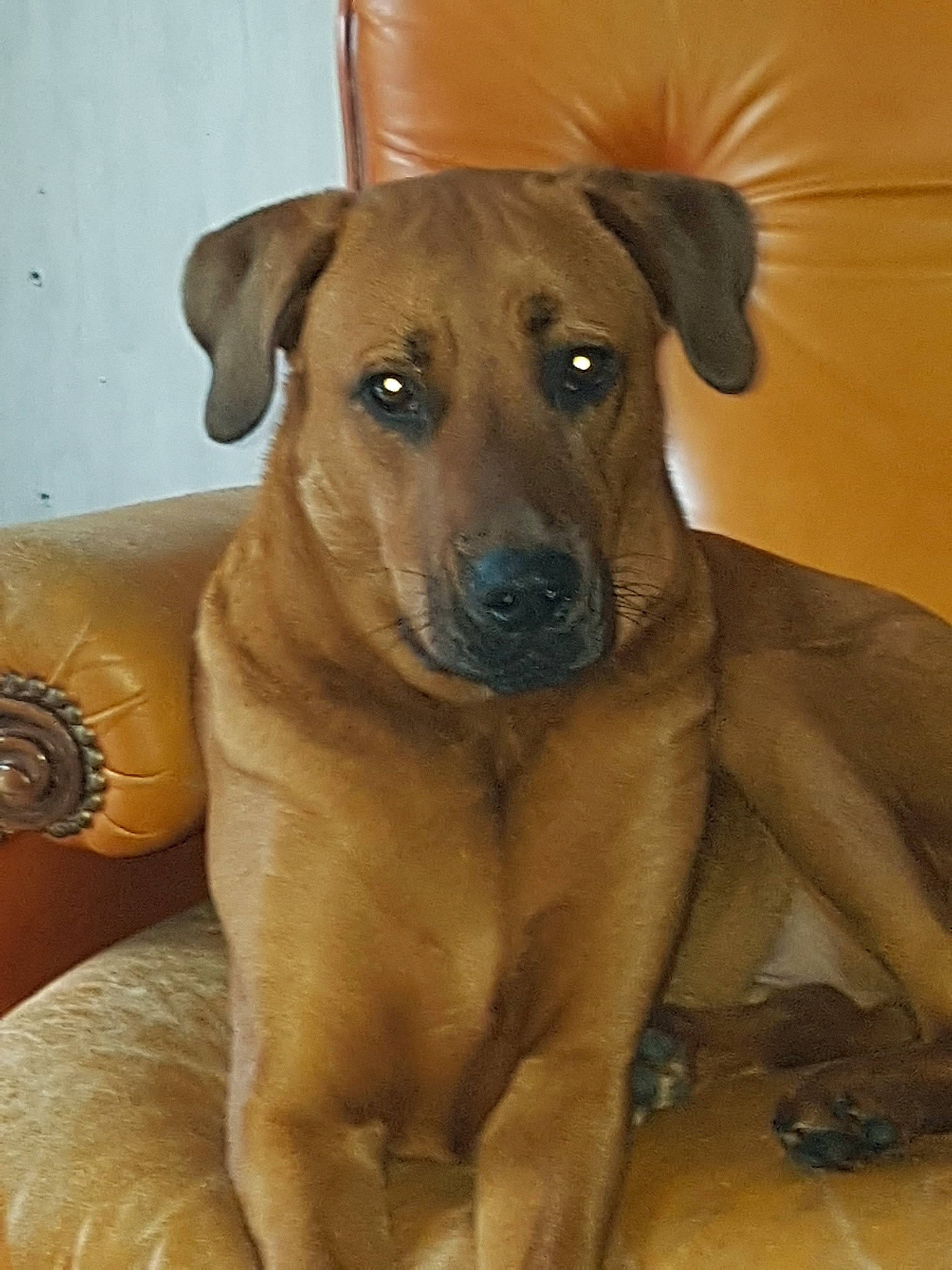 Rox a rejoint le concours — aidez-le/la à gagner de superbes lots ! africanis, black_mouth_cur, broholmer, canidae, carnivore, dog, dog_breed, fawn, mammal, mountain_cur, pariah_dog, potcake_dog, rare_breed_dog, rhodesian_ridgeback, snout, vertebrate, whiskers