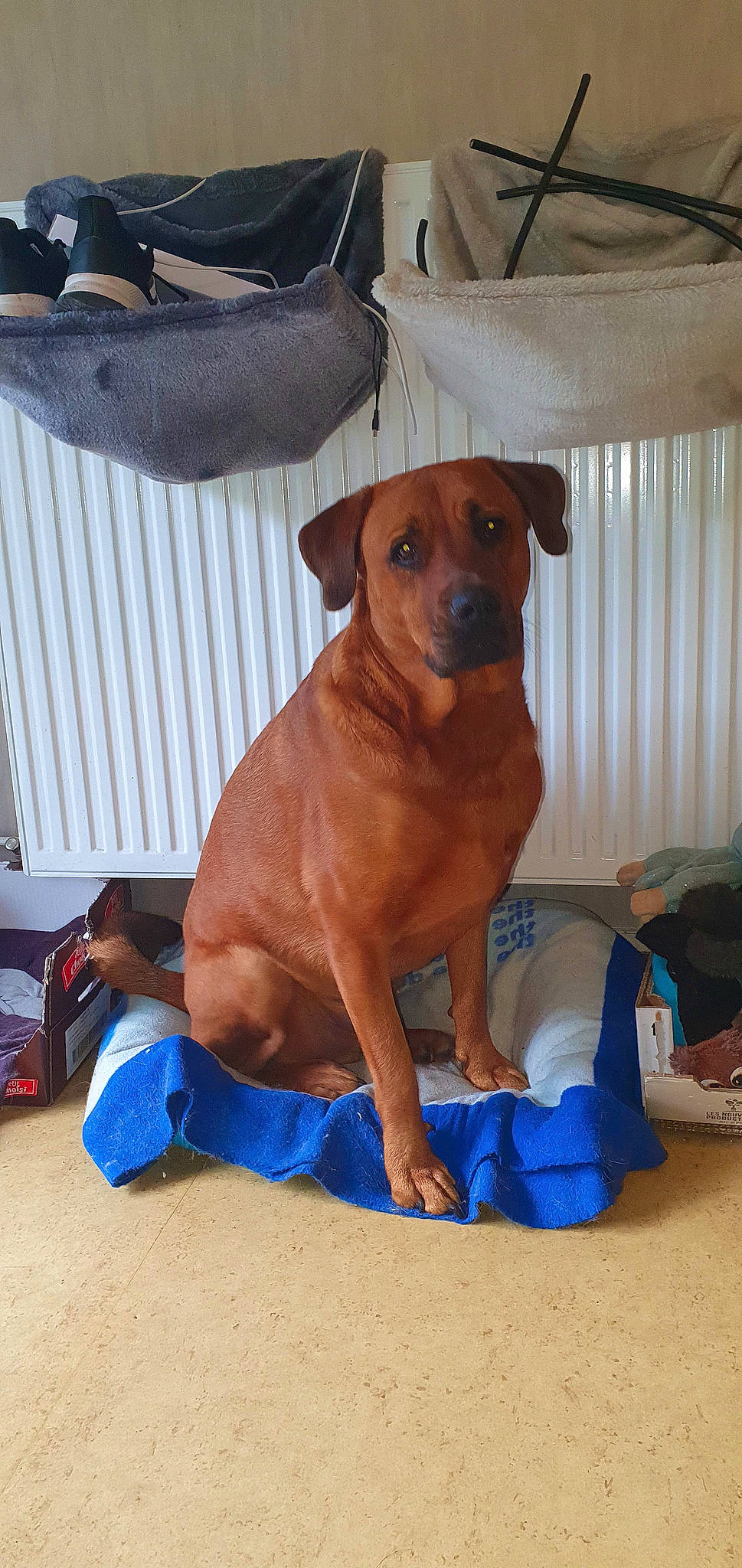 Rox participe au concours pour gagner de l'argent avec cette photo : blue, canidae, carnivore, collar, companion_dog, dog, dog_breed, dog_clothes, dog_collar, dog_supply, electric_blue, fawn, hound, liver, pet_supply, sporting_group, toy_dog, whiskers, working_animal, working_dog