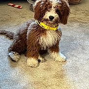 Ozzy joined the competition — help win amazing prizes! dog, puppy, brown, white, curly_fur, yellow_collar, carpet, toy, plush_toy, living_room, furniture, pet, indoor, cute, sitting, animal, canine, fur, domestic_animal, young
