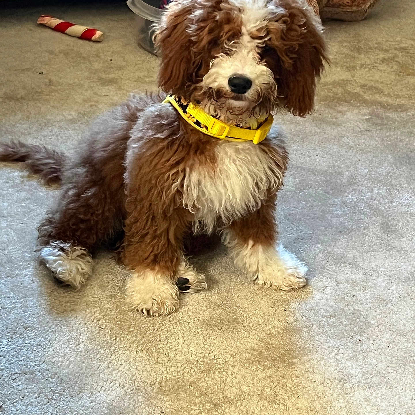Ozzy joined the competition — help win amazing prizes! dog, puppy, brown, white, curly_fur, yellow_collar, carpet, toy, plush_toy, living_room, furniture, pet, indoor, cute, sitting, animal, canine, fur, domestic_animal, young