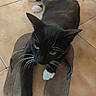 animal, black_cat, cat, curious, feline, footwear, home, indoor, lying_down, pet, playful, pointed_ears, portrait, sitting_on_slippers, slippers, tile_floor, whiskers, white_chest, white_paws, yellow_eyes