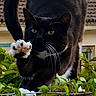 animal, black_cat, cat, closeup, curved_tail, daylight, feline, green_eyes, house, leaves, nature, outdoor, paw, pet, plants, roof, stretching, tail, whiskers, white_paws
