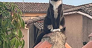Fifine participe au concours pour gagner de l'argent avec cette photo : animal, architecture, black_and_white_cat, building, calm, cat, daylight, domestic_animal, feline, greenery, nature, outdoor, perched, pet, plant, quiet, rooftop, sky, tiles, watchful