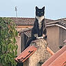 Fifine participe au concours pour gagner de l'argent avec cette photo : cat, black_and_white_cat, rooftop, tiles, outdoor, animal, pet, feline, nature, sky, building, architecture, plant, greenery, daylight, quiet, calm, perched, watchful, domestic_animal